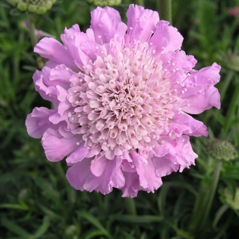 Scabiosa columbaria 'Pink Mist' (018315)