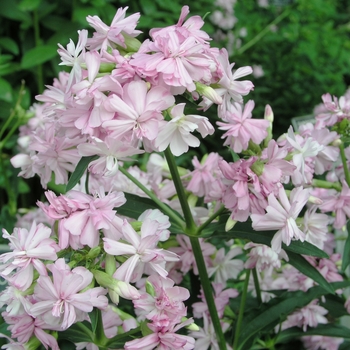 Saponaria officinalis 'Flore Pleno' (018349)