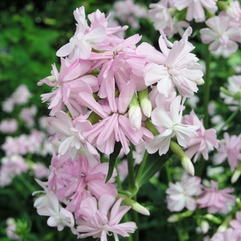 Saponaria officinalis 'Flore Pleno' (018350)