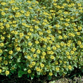 Sanvitalia procumbens 'Sunbini®' (018353)