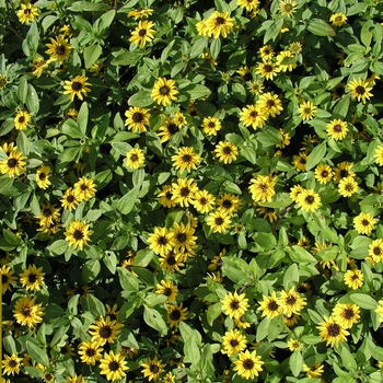 Sanvitalia procumbens 'Yellow Sprite' (018355)