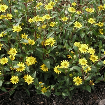 Sanvitalia 'Cuzco® Yellow' (018357)