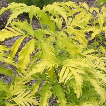 Sambucus racemosa 'Sutherland Gold' (018359)