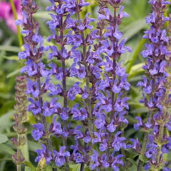 Salvia x superba Merleau® 'Blue' (018366)