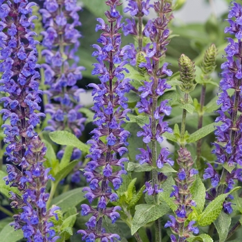 Salvia x superba Merleau® 'Blue' (018367)