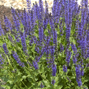 Salvia x sylvestris 'Viola Klose' (018373)