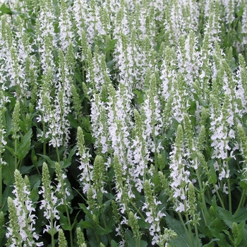 Salvia x sylvestris 'Snow Hill (Schneehugel)' (018375)