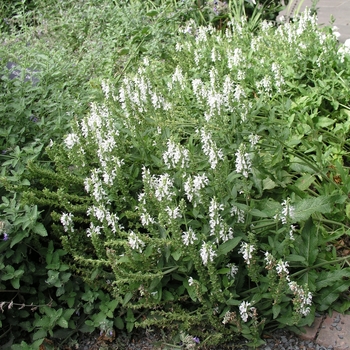 Salvia x sylvestris 'Snow Hill (Schneehugel)' (018376)