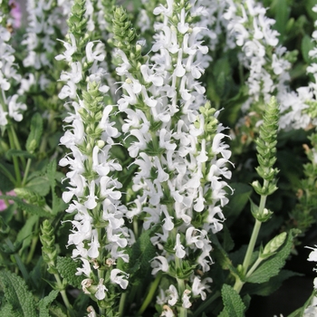 Salvia x sylvestris 'Snow Hill (Schneehugel)' (018377)