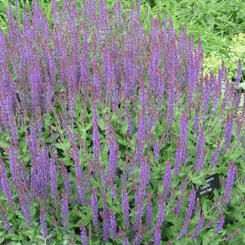 Salvia x sylvestris 'Lubeca' (018385)