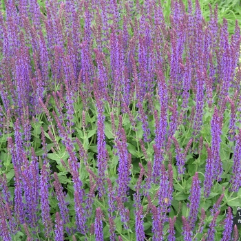 Salvia x sylvestris 'Lubeca' (018386)