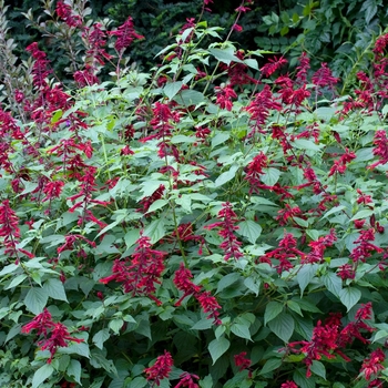 Salvia splendens 'Van Houttei' (018390)