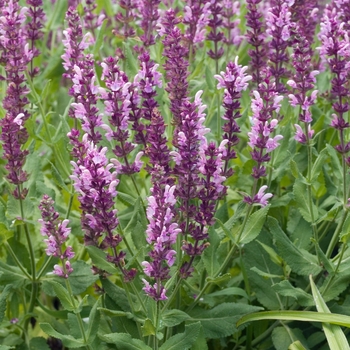 Salvia x sylvestris 'Lapis Lazuli' (018403)