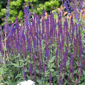 Salvia nemorosa 'Caradonna' (018429)