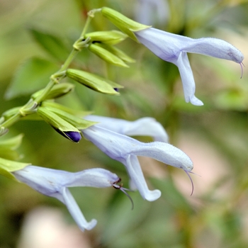 Salvia guaranitica 'Argentina Skies' (018452)