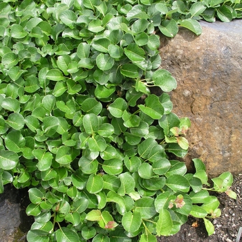 Salix nakamurana yezoalpina '' (018484)