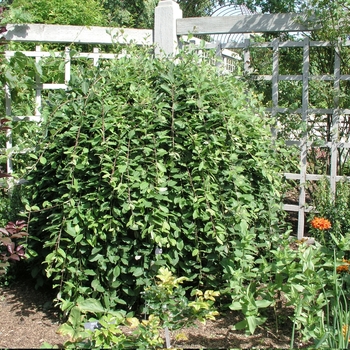 Salix caprea 'Pendula' (018494)