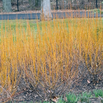 Salix alba 'Flame' (018498)