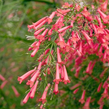 Russelia equisetiformis '' (018503)