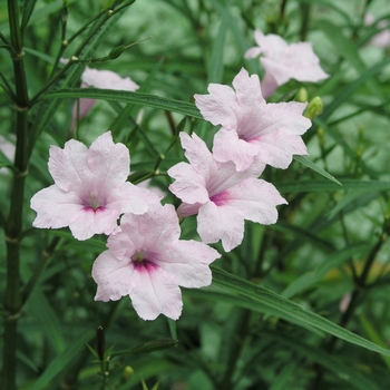 Ruellia brittoniana 'Chi Chi' (018510)