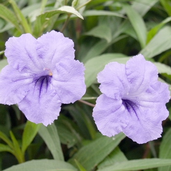 Ruellia simplex 'Katie Blue' (018511)