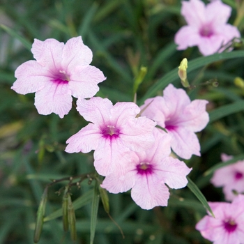 Ruellia simplex 'Katie Pink' (018512)