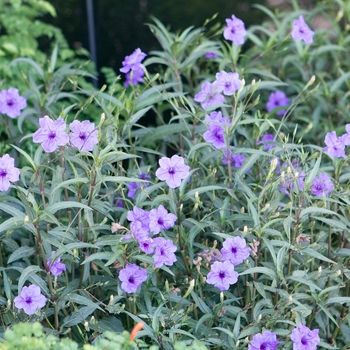 Ruellia brittoniana '' (018516)