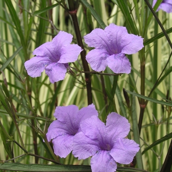 Ruellia brittoniana '' (018517)