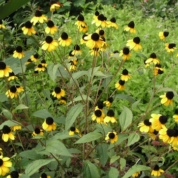 Rudbeckia triloba '' (018531)