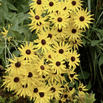 Rudbeckia subtomentosa '' (018535)