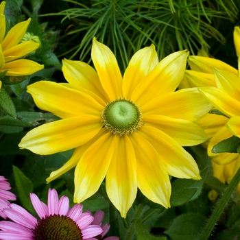 Rudbeckia hirta 'Prairie Sun' (018541)