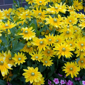 Rudbeckia hirta 'Prairie Sun' (018542)