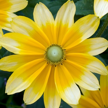 Rudbeckia hirta 'Prairie Sun' (018543)