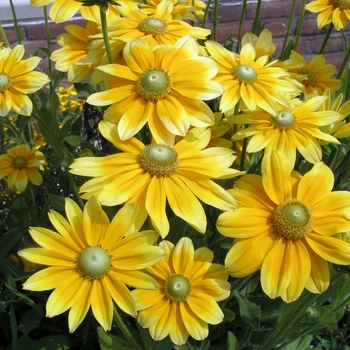 Rudbeckia hirta 'Prairie Sun' (018544)