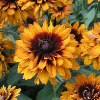 Rudbeckia hirta 'Cherokee Sunset' (018560)