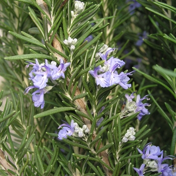 Rosmarinus officinalis '' (018579)