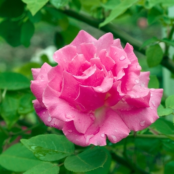 Rosa 'Zepherine Drouhin' (018585)