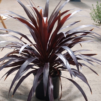 Cordyline 'Renegade' (018678)