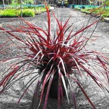 Cordyline Design a Line™ 'Burgundy' (018679)