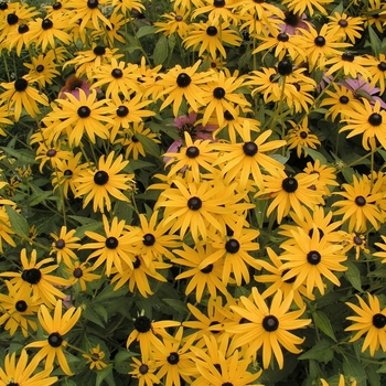 Rudbeckia fulgida '' (018713)