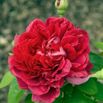 Rosa 'The Dark Lady' (018742)