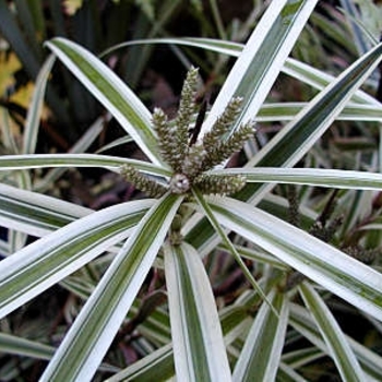 Carex phyllocephela 'Sparkler' (018806)