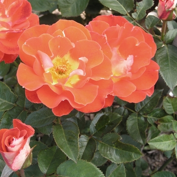 Rosa 'Stretch Johnson' (018818)