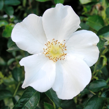 Rosa 'Starry Night' (018821)