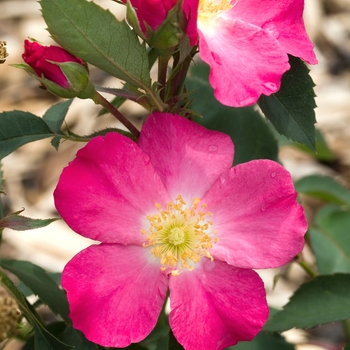 Rosa arkansana '' (018909)