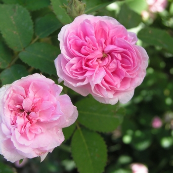 Rosa 'Petite de Hollande' (018920)