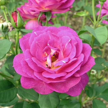 Rosa 'Outta the Blue' (018926)