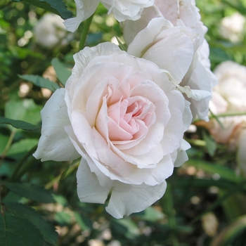 Rosa 'Morden Blush' (019001)