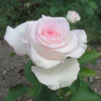 Rosa 'Moonstone' (019005)