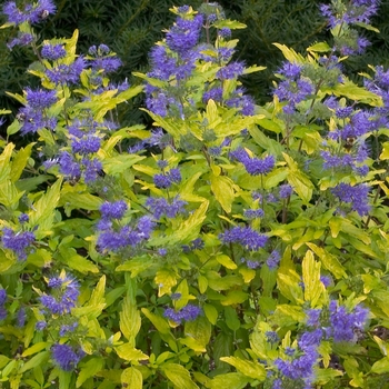 Caryopteris x clandonensis 'Lil Miss Sunshine®' (019026)